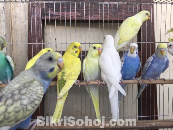 Budgerigar